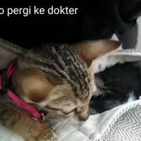 street-kitten-rescue-story---cara-merawat-anak-kucing-tanpa-indukmam