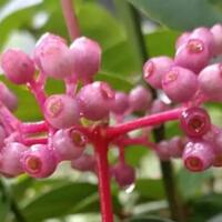 parijotho-tanaman-hutan-cantik-di-halaman