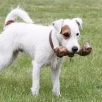 kenapa-anjing-selalu-mengubur-tulangnya-dog-lover-perlu-tahu-nih
