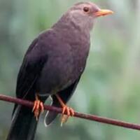 bertemu-burung-jalak-di-gunung-lawu-jangan-diusir-itu-petunjuk-agar-kamu-selamat