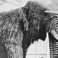 misteri-mahluk-mirip--mammoth--yang-membusuk-di-pantai-inggris