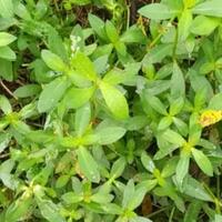 kremah-rumput-liar-enak-dijadikan-urap-sebagai-obat-kuat-alami-meningkatkan-stamina