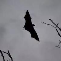 jalan-masih-panjang-untuk-ungkap-misteri-asal-usul-virus-corona
