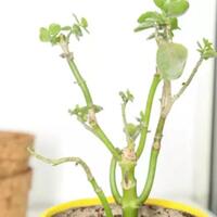 trik-merawat-tanaman-hias-agar-selalu-tumbuh-subur