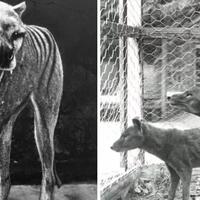 loh--para-ahli-nyatakan--punah--pria-ini-malah-klaim-temukan-tasmanian-tiger