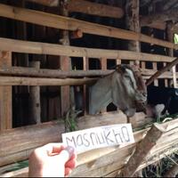 cara-menjadi-peternak-kambing-tanpa-harus-cari-rumput-dan-bau-prengus-emang-bisa