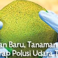 nice-ahli-telah-menemukan-tanaman-terbaik-untuk-menyerap-polusi-udara-kuy-tanam