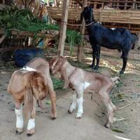tips-dan-trik-memberikan-pertolongan-pertama-pada-kambing-beranak-jangan-salah-ya