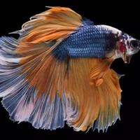 tips-merawat-ikan-cupang-saat-di-tinggal-liburan-atau-mudik-lebaran