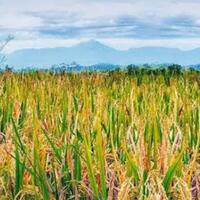 siapakah-yang-menemukan-padi-lantas-diolah-menjadi-nasi