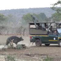 menggadai-kehidupan-demi-menyelamatkan-hewan