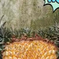 ada-buah-nanas-unik-ditemukan-di-muarojambi-ini-dia-penampakannya