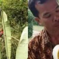 mengenal-musa-ingens-pisang-raksasa-dari-papua-begini-penampakannya