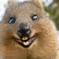 quokka-satwa-endemik-australia-barat-yang-selalu-tersenyum