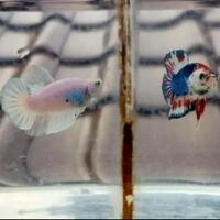 breeding-ikan-cupang-tak-semudah-di-channel-youtube-serta-tips-sebagai-pemula