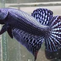 hewan-peliharaan-dan-tanaman-hias-yang-kembali-booming-di-era-pandemi