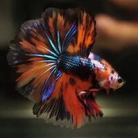 jenis-ikan-cupang-yang-bagus-untuk-dipelihara-menurut-ane