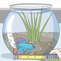 kenali-cupangmu-lebih-dekat-berikut-cara-menentukan-usia-ikan-cupang