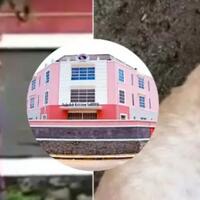 sosok-felix-si-pembunuh-kucing-di-sekolah-kristen-di-bsd-diduga-pemilik-sekolah-itu