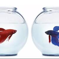 baru-punya-cupang-inilah-tips-merawat-ikan-cupang-yang-benar