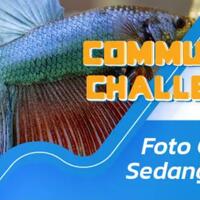 community-challenge-waktunya-cupang-mekar-mampang
