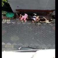 kera-sakti-yang-semakin-menjadi-tragis-balita-sedang-disusui-diculik-monyet