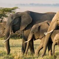 bukan-cuma-manusia-hewan-hewan-ini-jg-suka-nyimeng-salah-satunya-sering-kita-temui