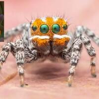 the-maratus-nemo-laba-laba-paling-cerah-berukuran-mini-yang-mirip-dengan-nemo