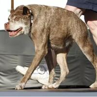 foto-asli-bukan-photoshop-ada-yang-tahu-ini-binatang-apa