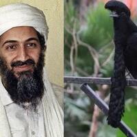 burung-aneh-yang-bikin-kamu-gagal-fokus-jenggotnya-panjang-mirip-osama-bin-laden