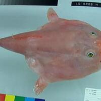 fakta-kebiasaan-aneh-hewan-berang-berang-laut-tidur-sambil-bergenggaman-tangan