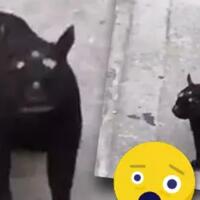 mengerikan-terekam-video-tikus-bermata-3-seukuran-kucing-hewan-mutan