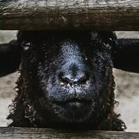 baa-baa-black-sheep-lagu-anak-dengan-kisah-kelam