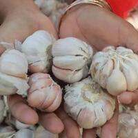 kata-orang-ri-tanah-surga-bawang-putih-saja-masih-impor-bos