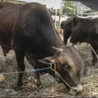 pejabat-kemensos-beli-sapi-kurban-pakai-uang-suap-bansos