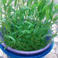 tutorial-menanam-kangkung-hidroponik-menggunakan-keranjang-dan-ember