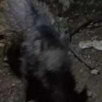 cara-tangkap-babi-ngepet-di-sawangan-depok-12-warga-telanjang