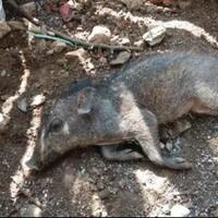 awas-babi-ngepet-makin-merajalela