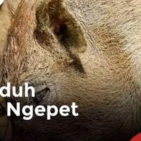 zaman-udah-modern-masih-aja-percaya-babi-ngepet-negara-lain-udah-neliti-mars
