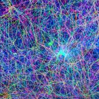 ada-musik-dibuat-dari-sarang-laba-laba-bunyinya-kayak-lagi-nonton-film-horor