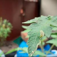 tanamanmu-diserang-hama-leaf-miner-cegah-serangannya-menggunakan-cara-ini