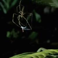 siasat-cerdik-di-dunia-satwa-selimut-racun-sang-laba-laba