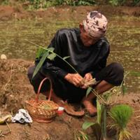 ritual-mitembeyan-tradisi-suku-sunda-dalam-bertani