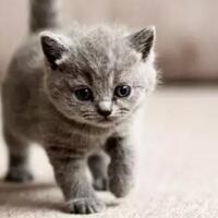 bulu-kucing-berbahaya-untuk-wanita-bener-gak-sih