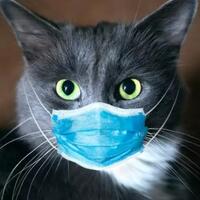 ajib-momen-kucing-loncat-dari-lantai-5-trus-pas-mendarat-jalan-santuy
