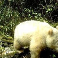 panda-albino-pertama-di-dunia-ditemukan-penampakannya-mirip-beruang-kutub