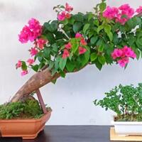 cara-ane-membuat-bonsai-cantik-dalam-24-minggu