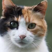 tak-hanya-manusia-wajah-kucing-juga-bisa-berubah-untuk-ekspresikan-rasa-sakitnya