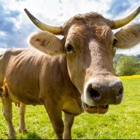 di-wilayah-ini-sapi-adalah-binatang-pembunuh