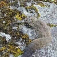 dua-spesies-baru-tupai-terbang-seukuran-kucing-ditemukan-di-himalaya